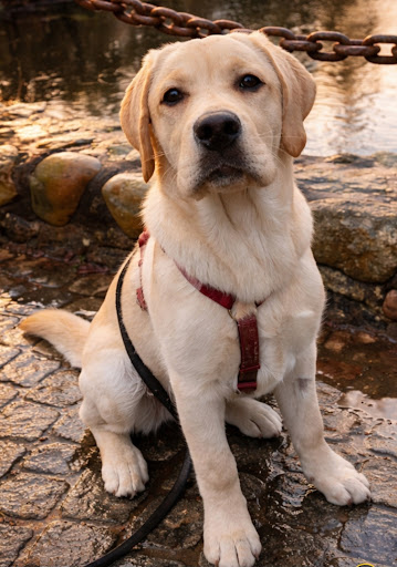 Annis unge labrador ved vandet